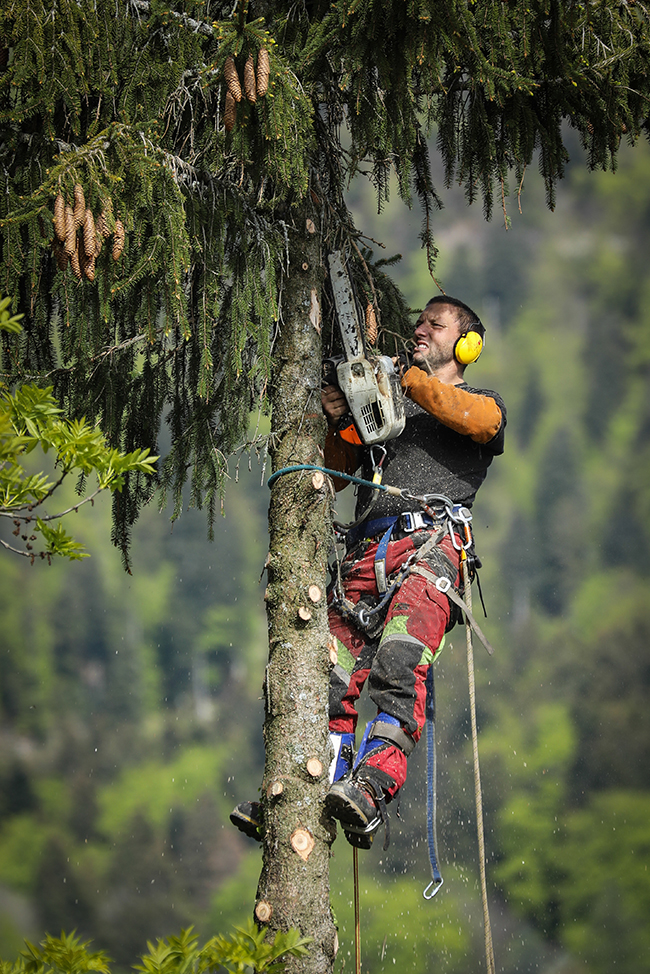 Franck Deloche Fillière Travaux Forestiers Elagueur professionnel travail sécurisé et soigné